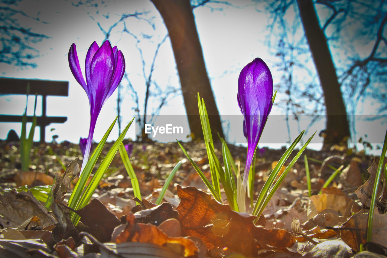 CLOSE-UP OF PURPLE CROCUS FLOWERS