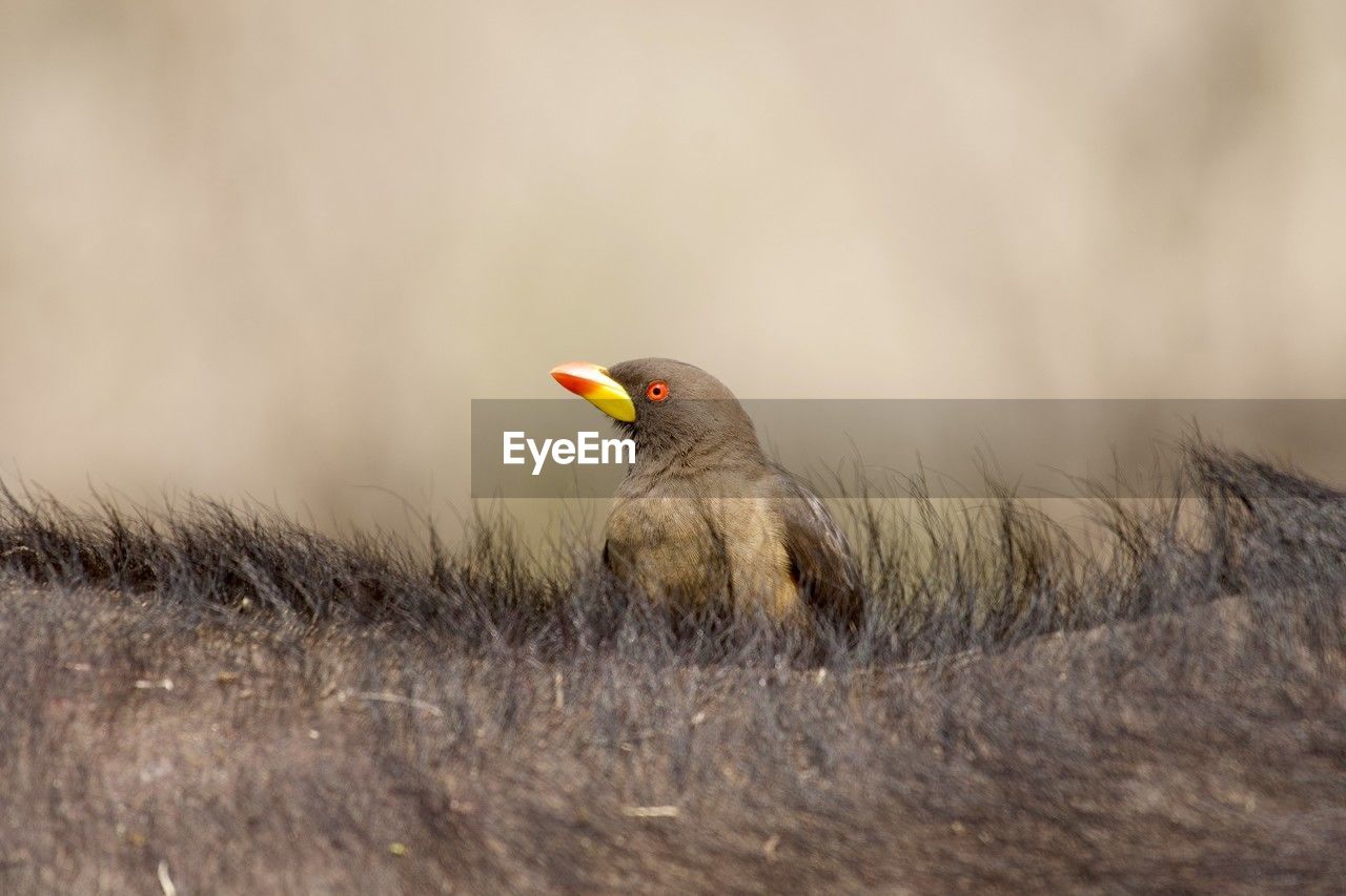 close-up of bird perching on field