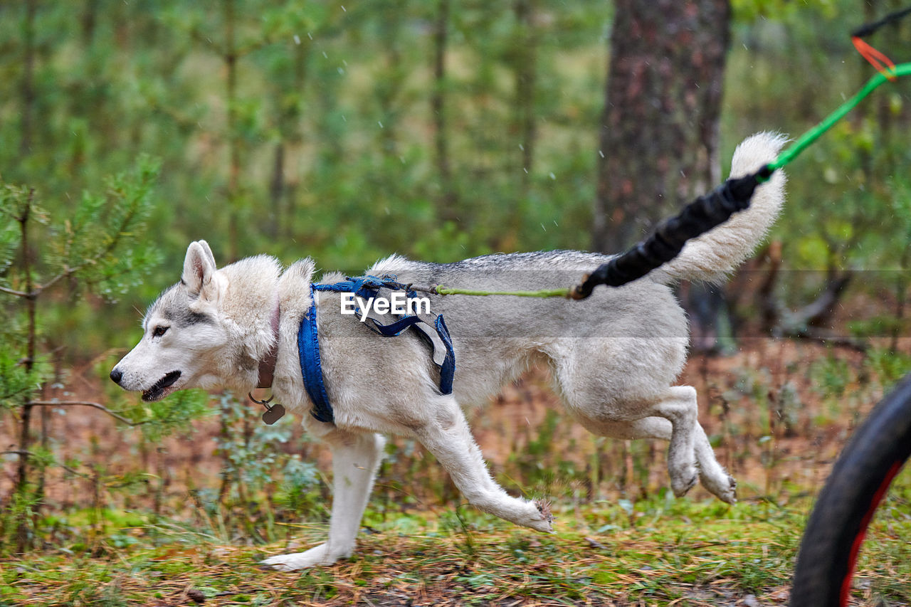 VIEW OF DOG IN FOREST