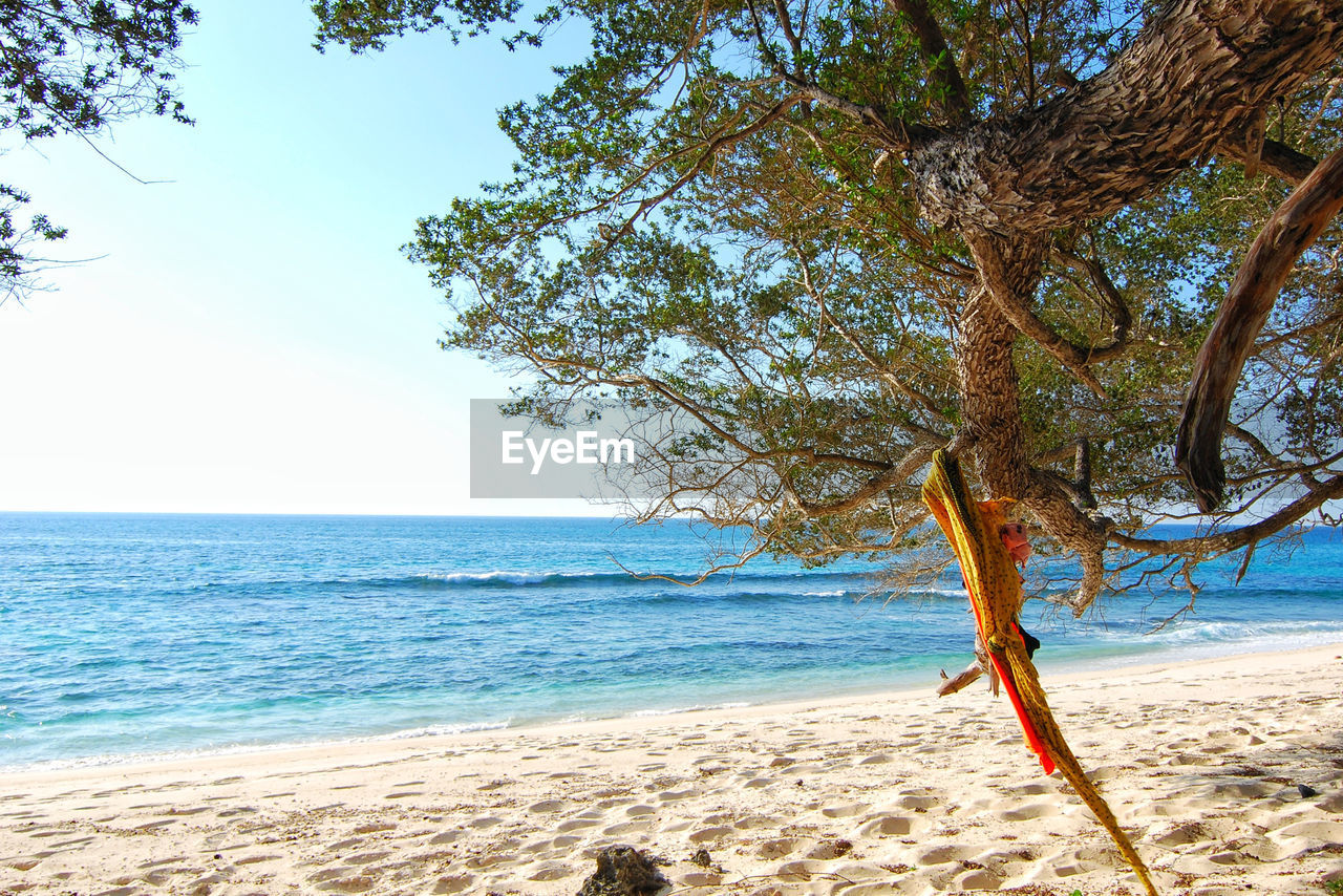 TREE BY SEA AGAINST CLEAR SKY