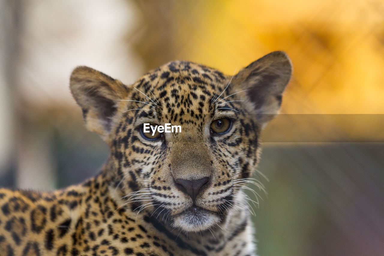 Close-up portrait of tiger