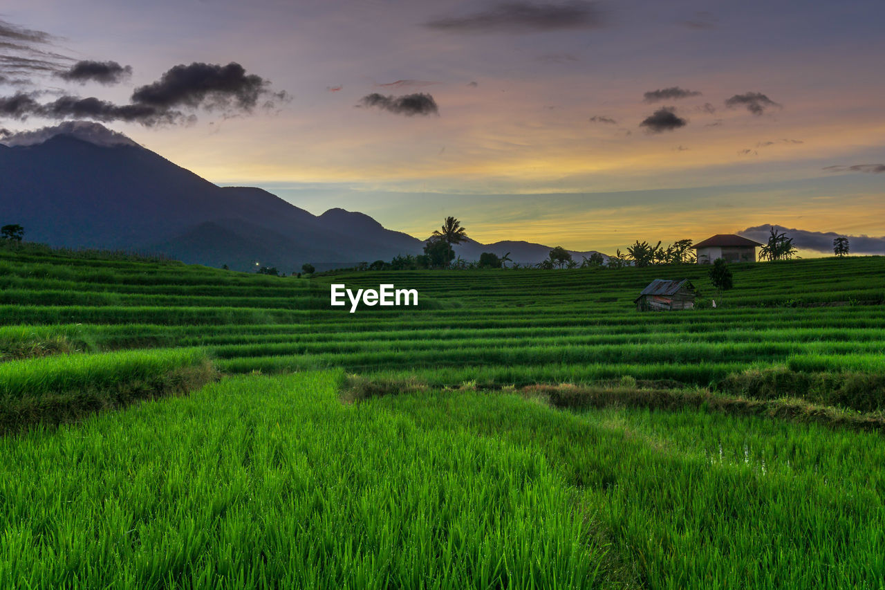 landscape, environment, field, land, agriculture, rural scene, grassland, scenics - nature, plant, sky, plain, crop, nature, farm, mountain, sunset, beauty in nature, environmental conservation, paddy field, social issues, rice paddy, green, rice, travel, cloud, architecture, grass, rural area, meadow, building, sun, pasture, food and drink, twilight, valley, tranquility, no people, growth, outdoors, cereal plant, dusk, rice - food staple, travel destinations, food, occupation, tree, prairie, plateau, tourism, igniting, multi colored, mountain range, water, foliage, tranquil scene, built structure, religion, sunlight, house, freshness, lush foliage, summer, fog, dramatic sky, gardening, city, horizon, tropical climate, plantation