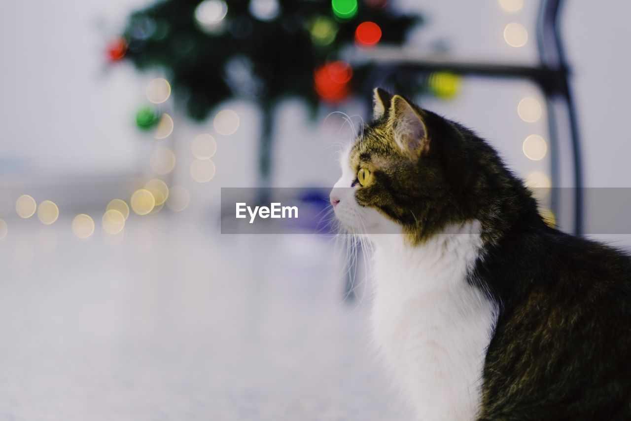 Close-up of a cat looking away