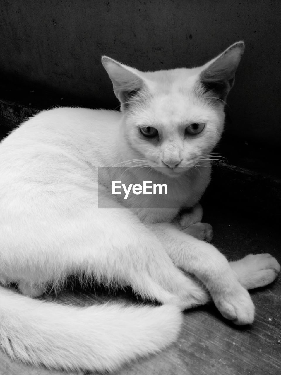 PORTRAIT OF CAT RESTING ON FLOOR