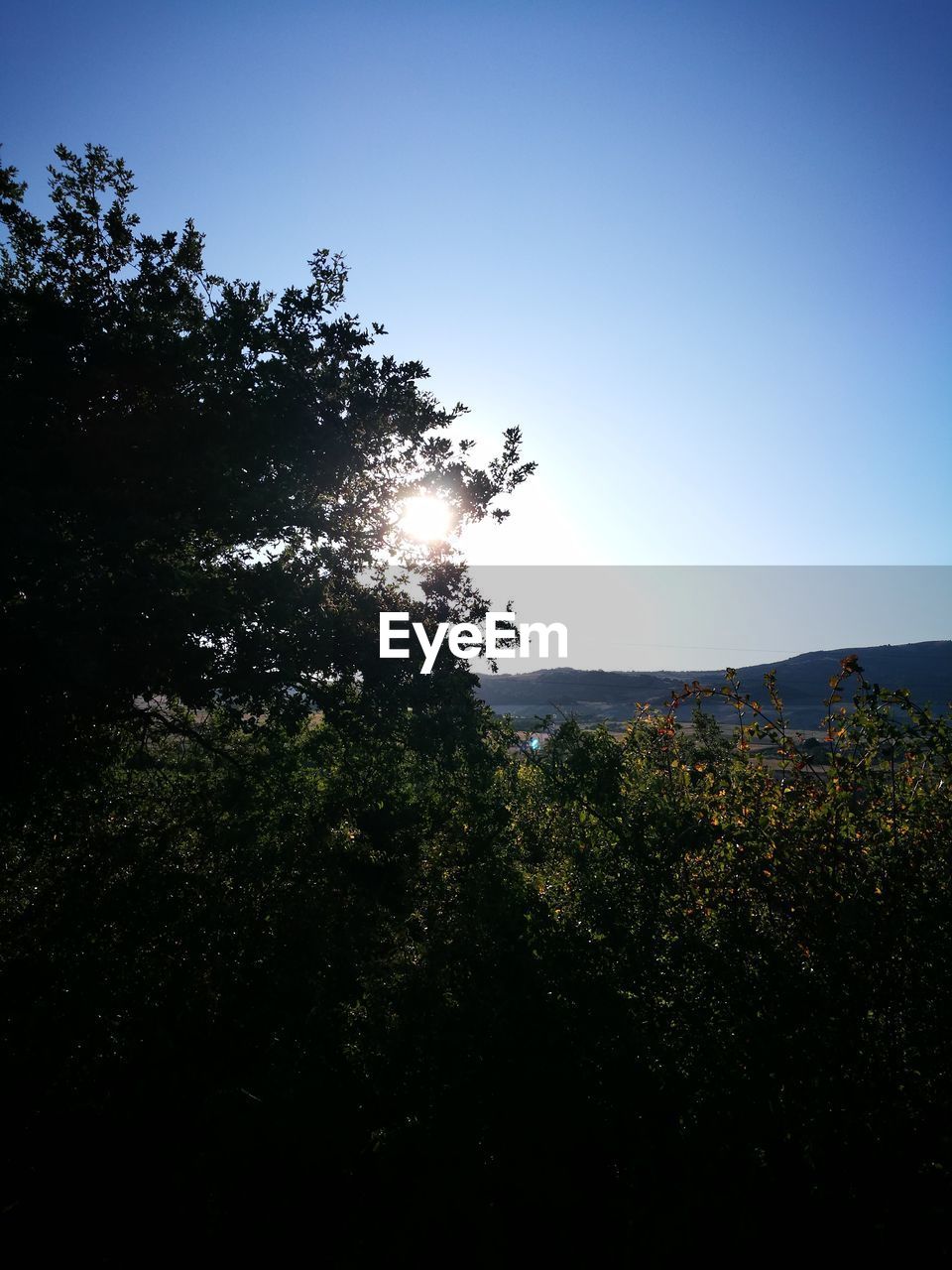 LOW ANGLE VIEW OF TREE AGAINST CLEAR SKY