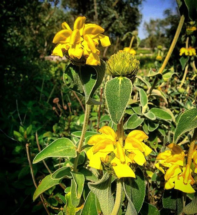 CLOSE-UP OF YELLOW FLOWERS BLOOMING IN FIELD