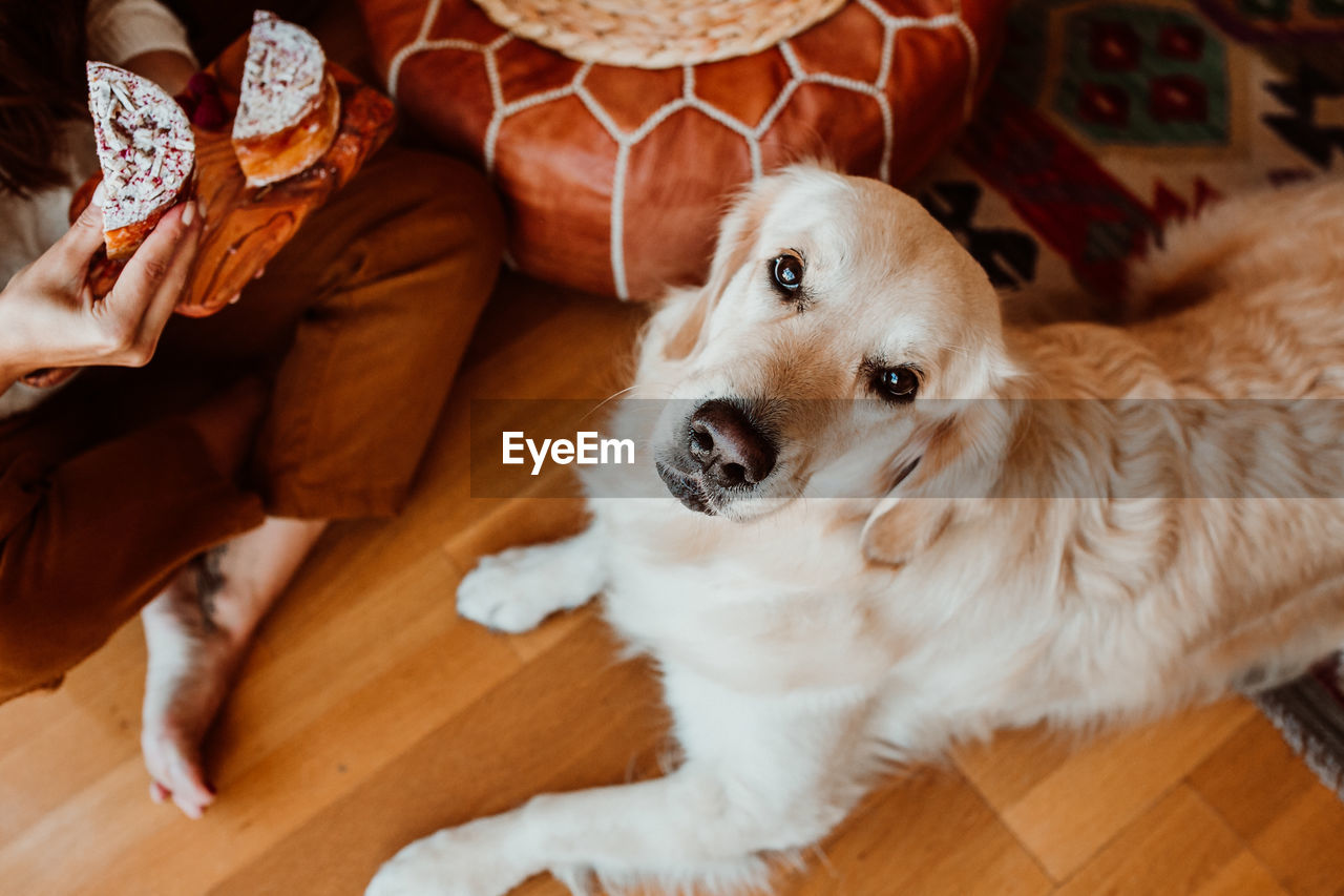 High angle view of dog relaxing on hardwood floor