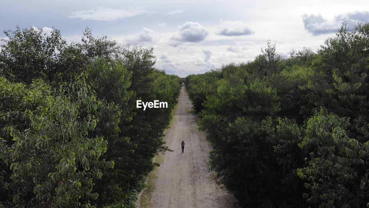 Road amidst plants and trees against sky