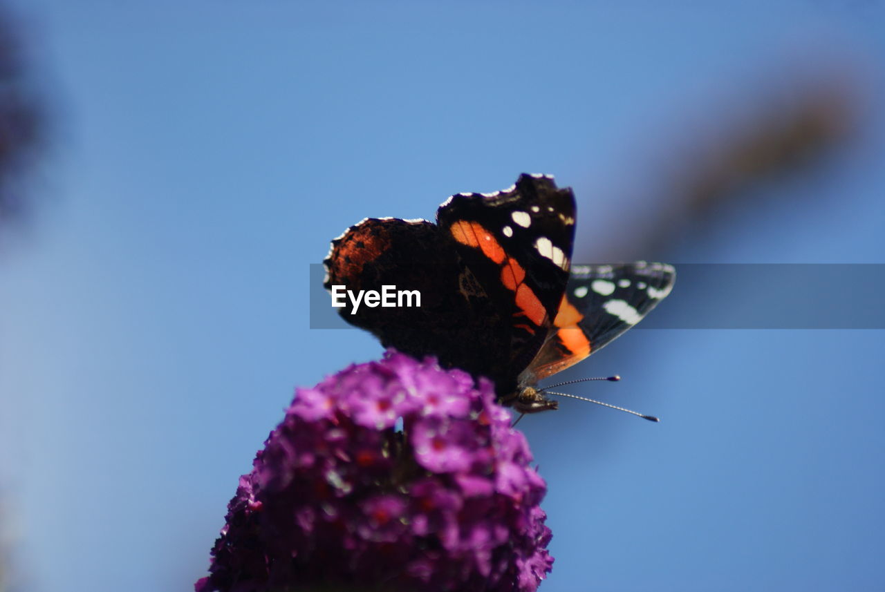 Close-up of butterfly pollinating flower