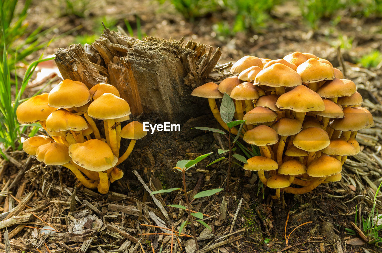 Close-up of mushrooms growing on field