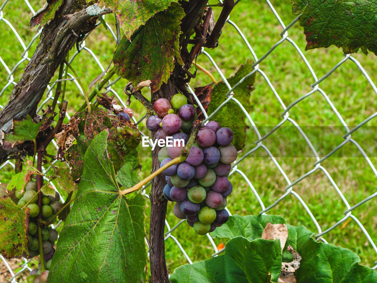 VIEW OF GRAPES GROWING ON VINEYARD