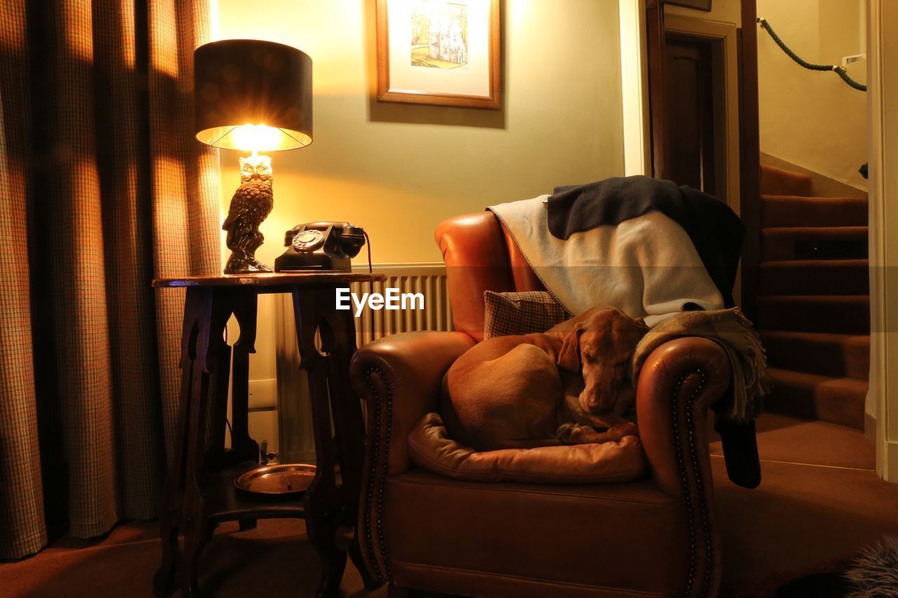 VIEW OF A CAT SITTING ON CHAIR