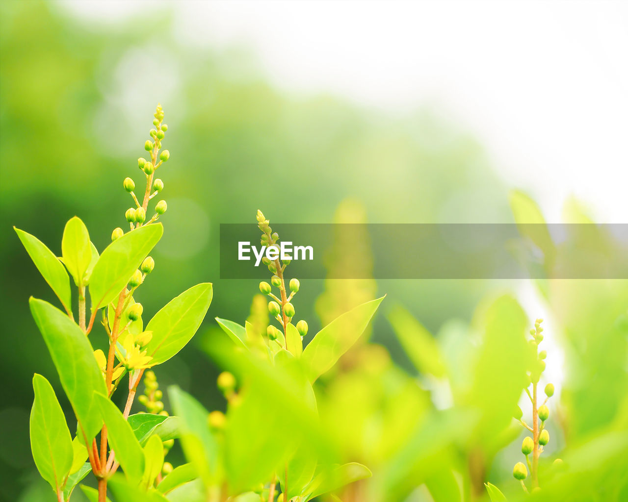 Close-up of plant growing on field