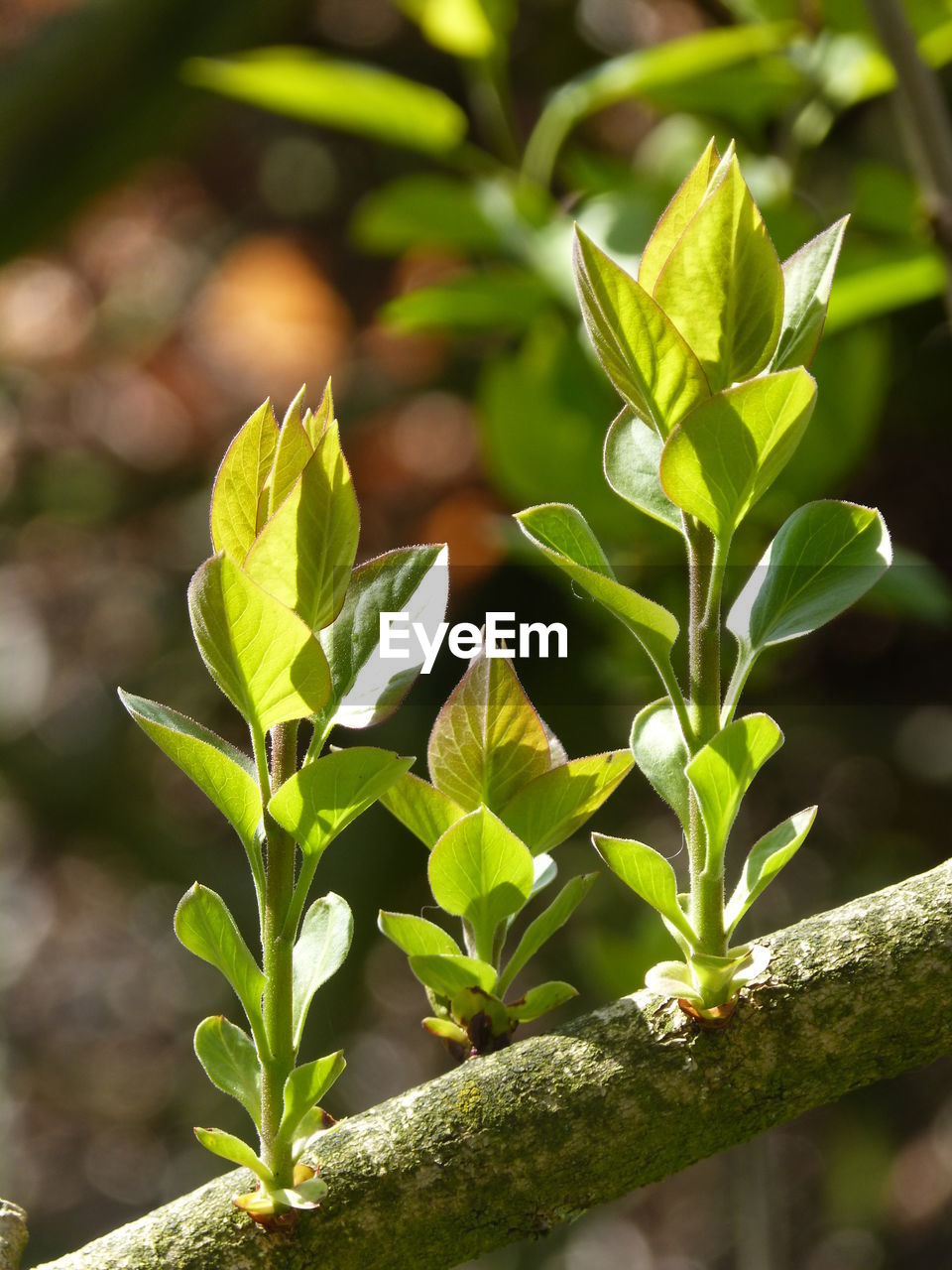 CLOSE-UP OF FRESH GREEN TREE