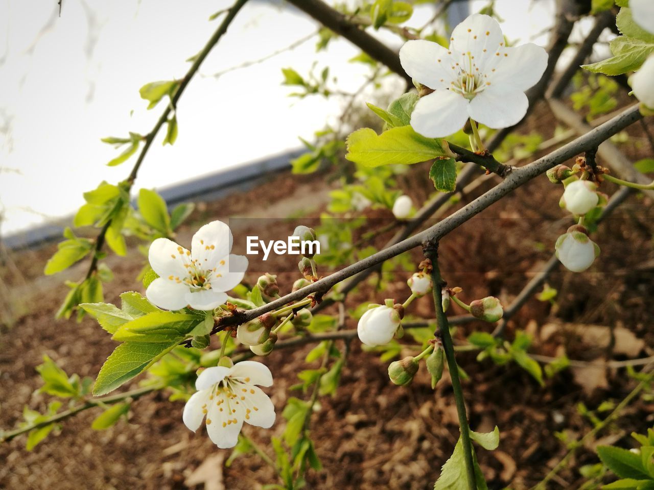 CLOSE-UP OF WHITE CHERRY BLOSSOM