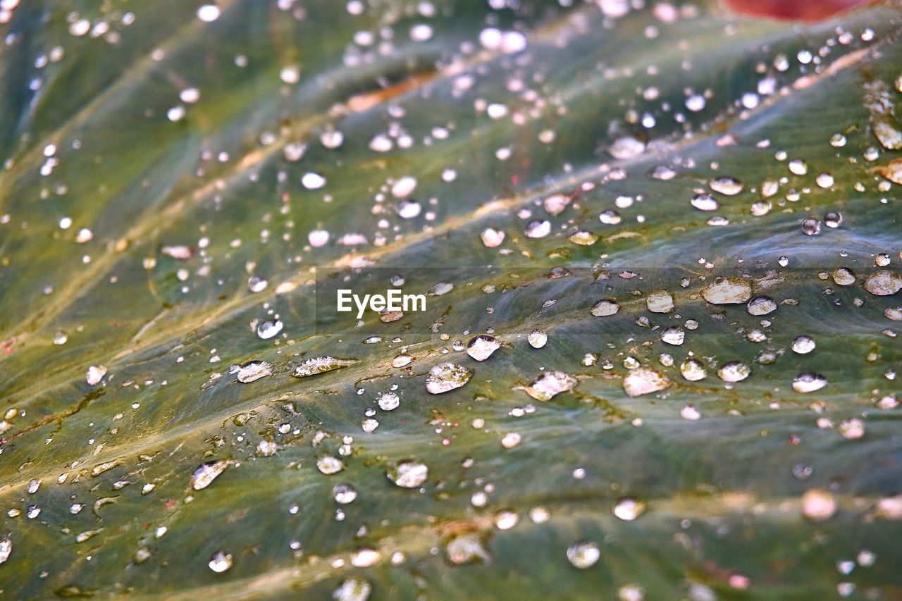 Full frame shot of raindrops on leaves