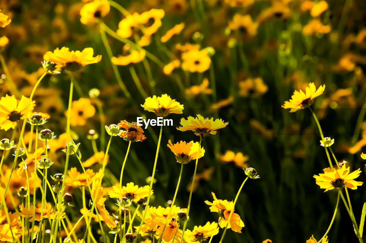 flower, flowering plant, plant, beauty in nature, freshness, yellow, nature, meadow, growth, field, summer, close-up, land, prairie, sunlight, no people, green, flower head, fragility, landscape, non-urban scene, outdoors, outdoor pursuit, grass, plant part, botany, petal, environment, multi colored, macro photography, grassland, sky, animal wildlife, leaf, focus on foreground, wildflower, inflorescence, rural scene, plain, springtime, day, medicine, healthcare and medicine, travel destinations, backgrounds, blossom, garden, food, travel, nature reserve, vibrant color, alternative medicine, food and drink