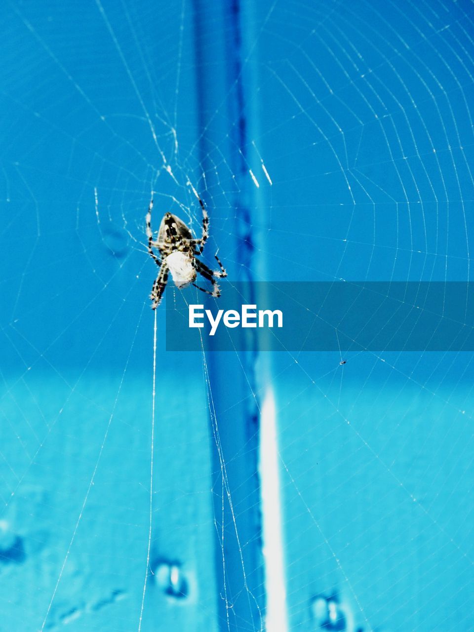 Close-up of spider on web