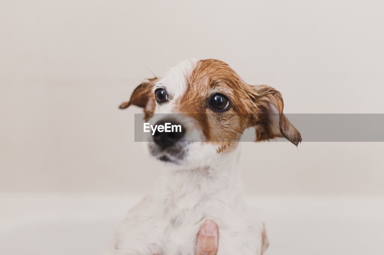 Cropped hands of person bathing dog