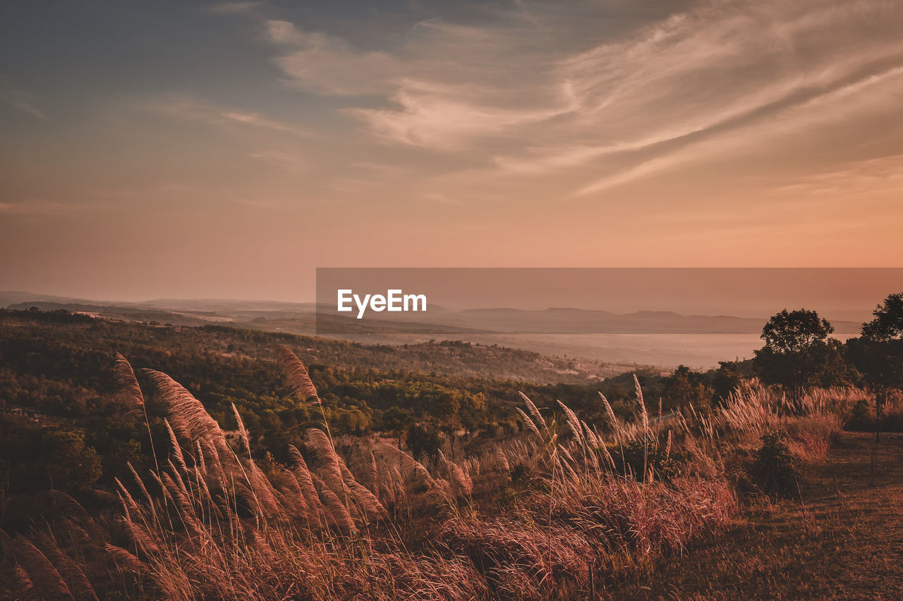 Scenic view of field against sky during sunset