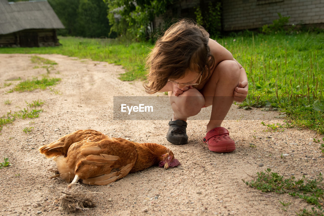 Boy looking at dead hen while crouching on land