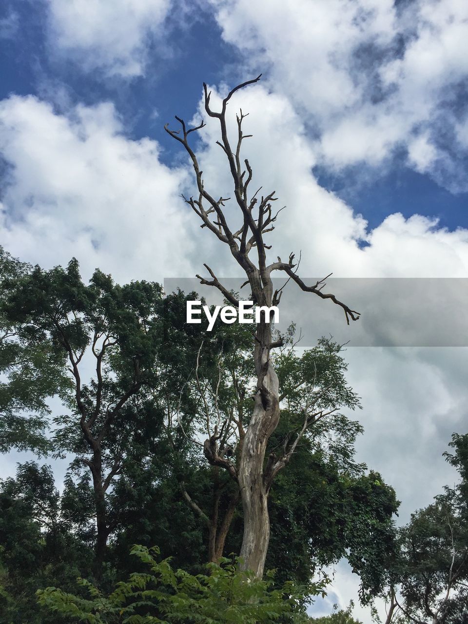 LOW ANGLE VIEW OF TREES AGAINST CLOUDY SKY