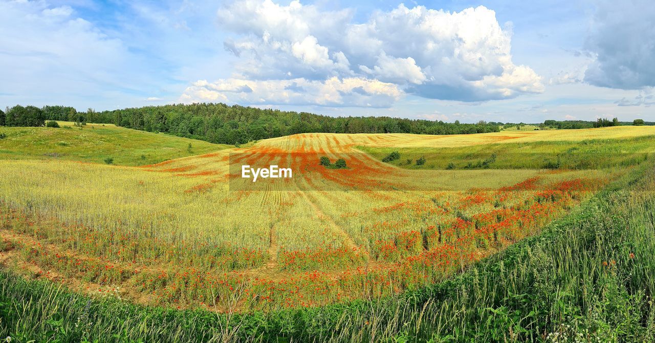 SCENIC VIEW OF FARMS AGAINST SKY