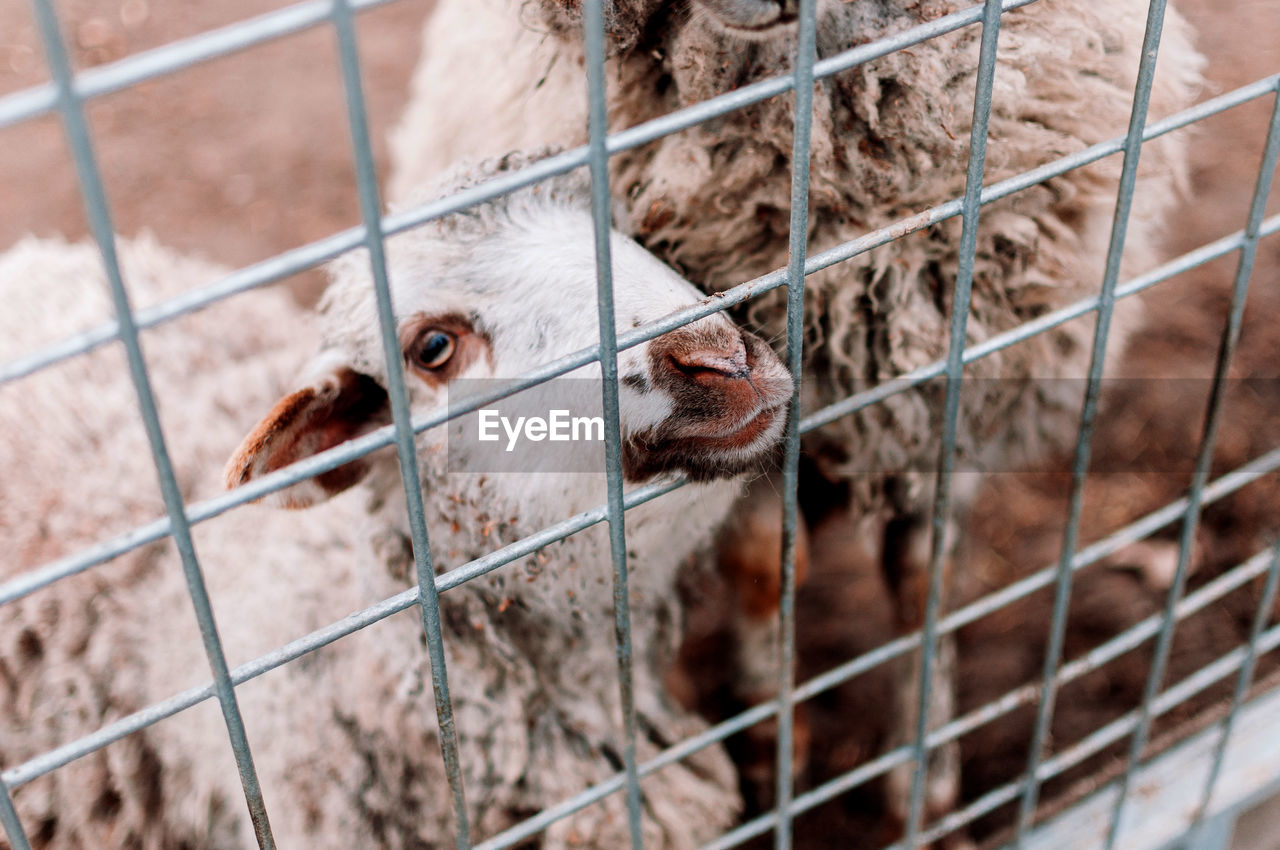 A baby sheep looks into the frame through the mesh of the corral on the farm, portrait. 