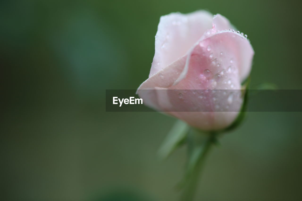 Close-up of wet pink rose blooming outdoors