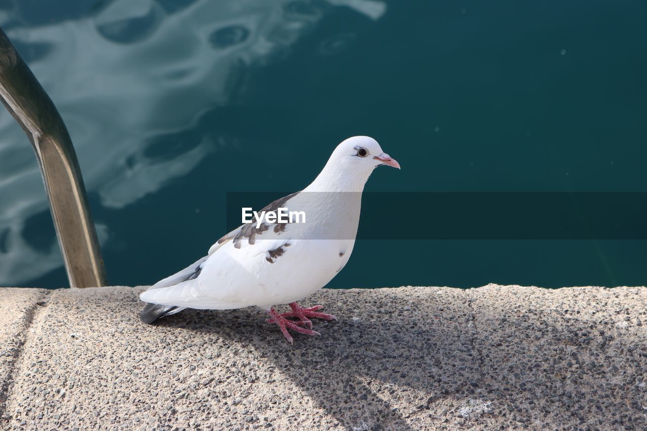 CLOSE-UP OF SEAGULL PERCHING ON RETAINING WALL AGAINST WATER