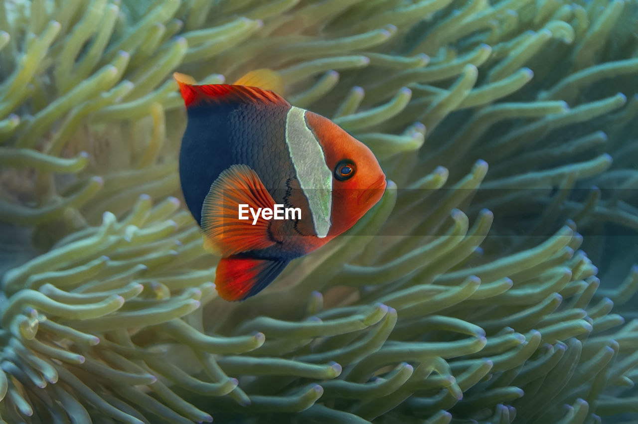 CLOSE-UP OF FISH UNDERWATER