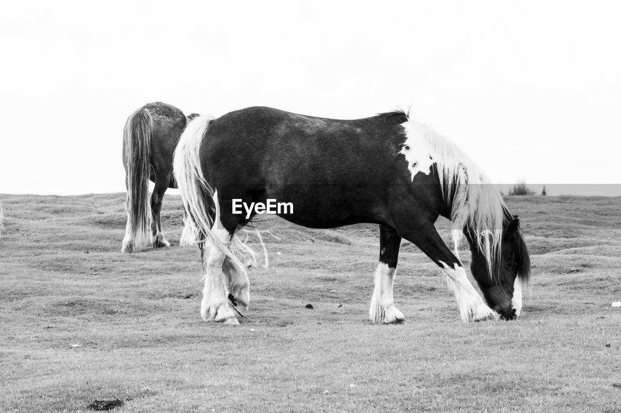 Horses standing in a field