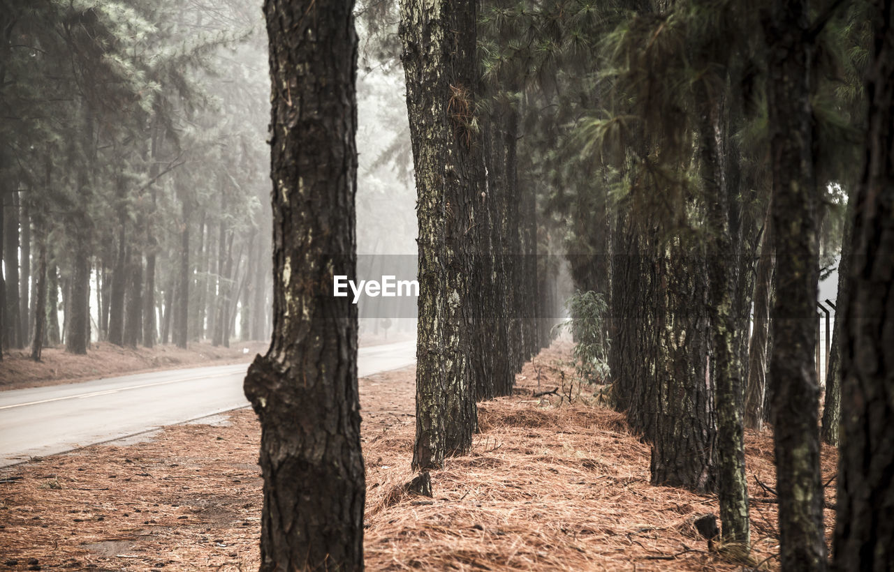 Panoramic shot of trees in forest