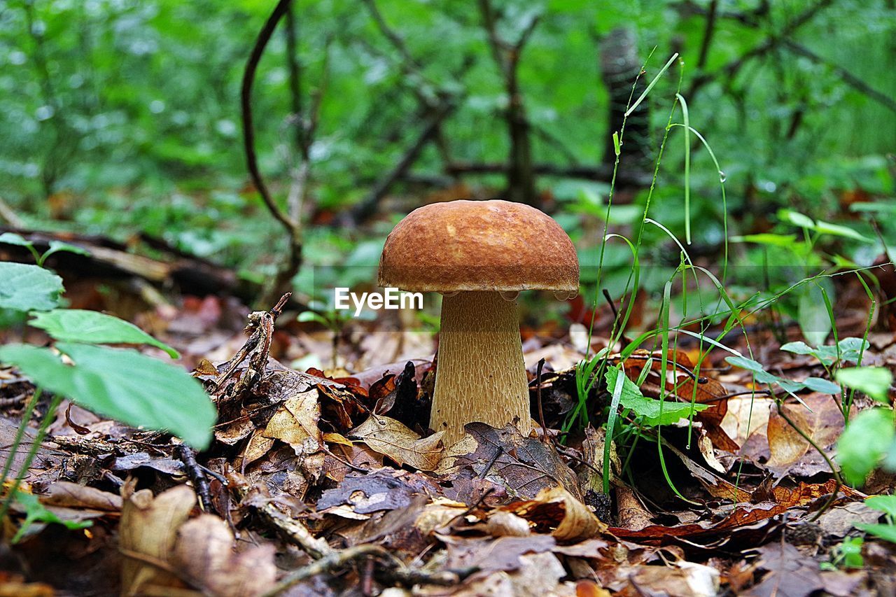 Mushroom growing amidst dry leaves on field