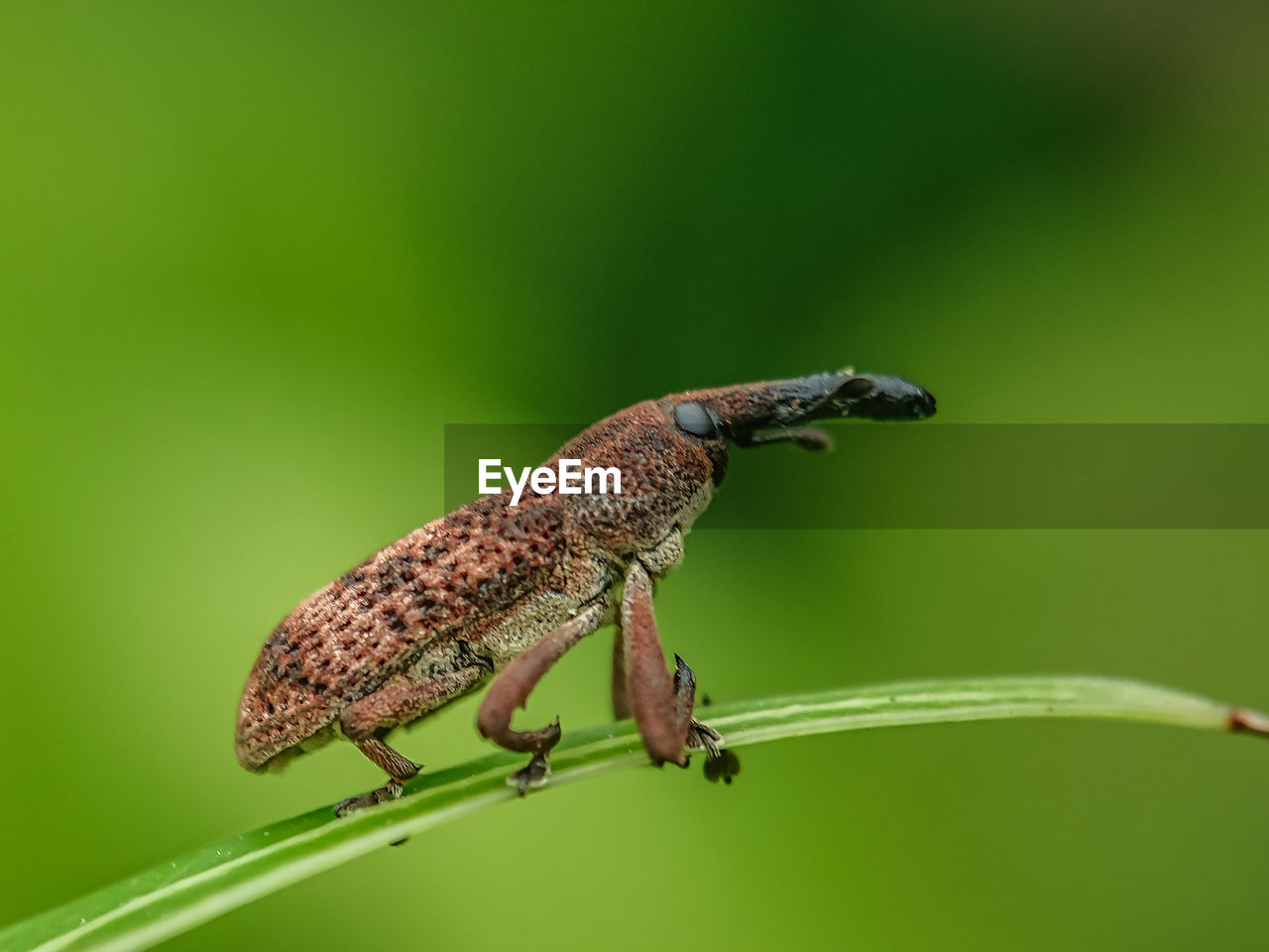 CLOSE-UP OF GRASSHOPPER