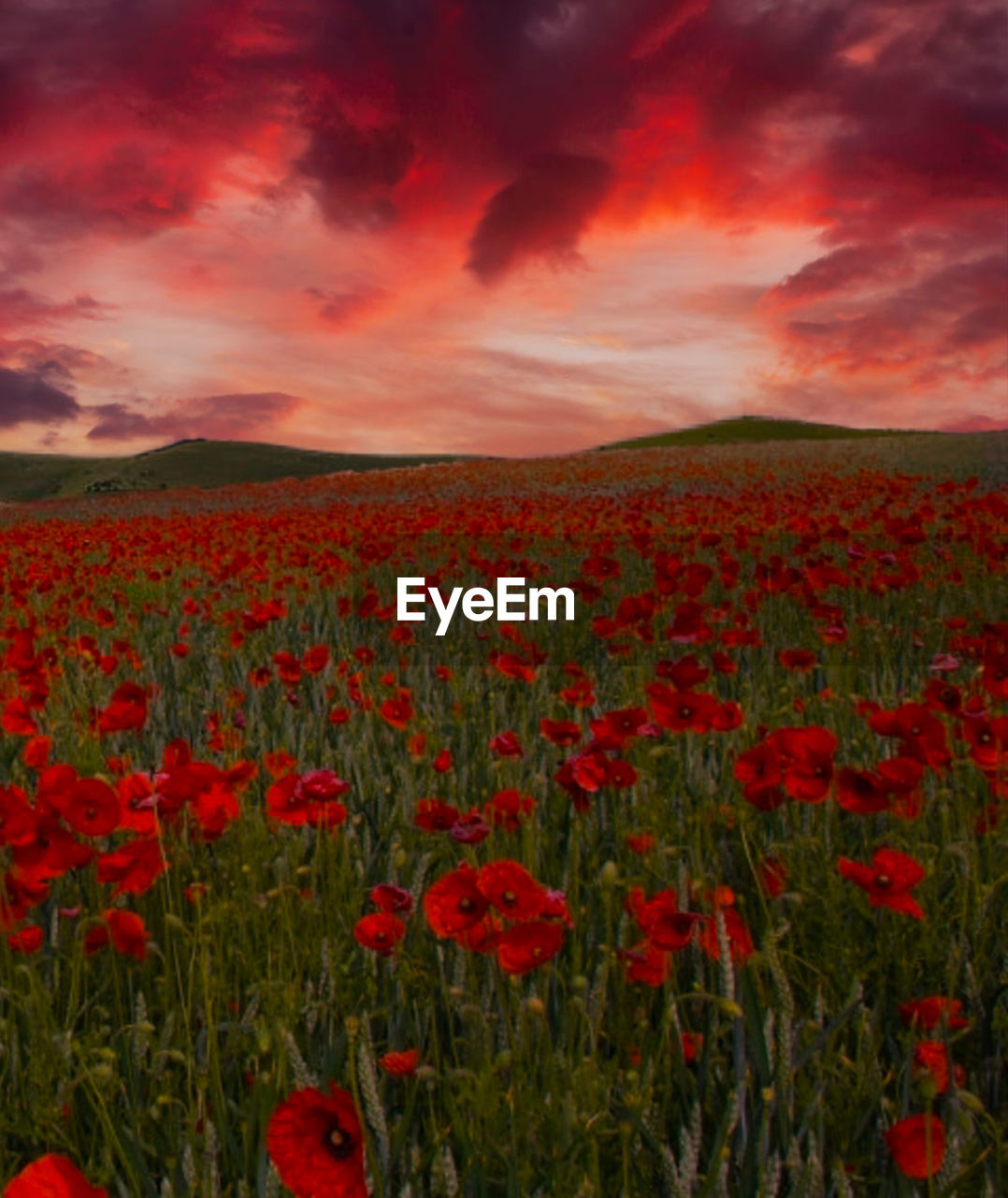 SCENIC VIEW OF RED POPPY FIELD AGAINST CLOUDY SKY