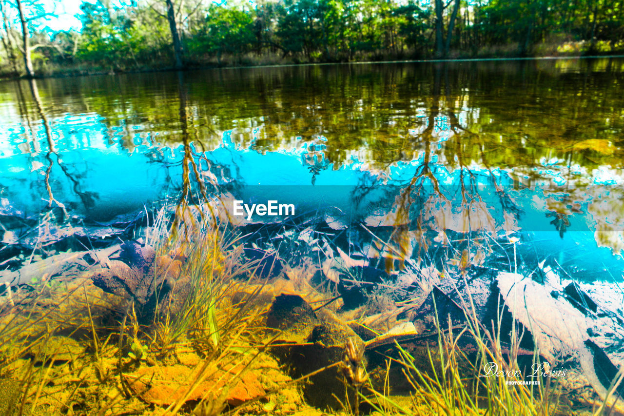 CLOSE-UP OF REFLECTION OF PLANTS IN LAKE