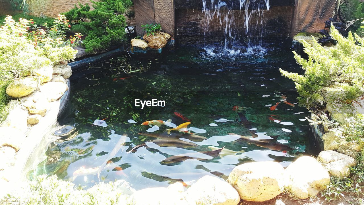 HIGH ANGLE VIEW OF FISHES SWIMMING IN WATER AT SHORE