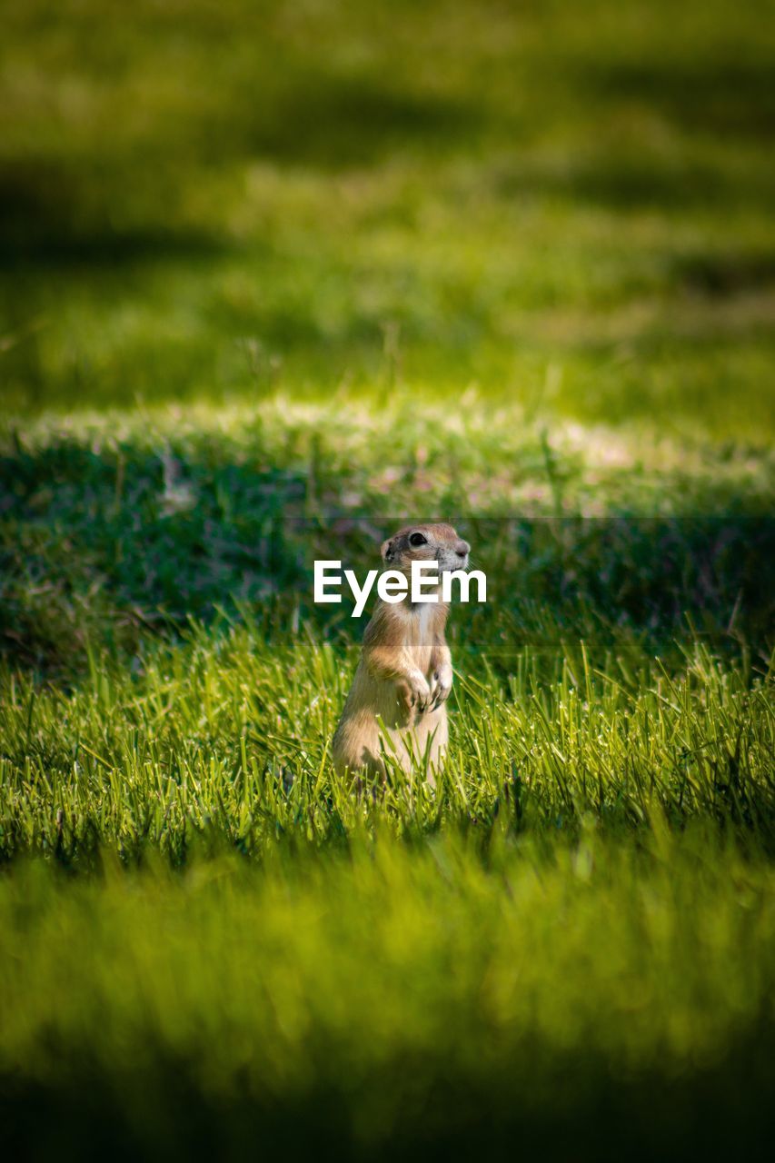 Squirrel sitting on a field