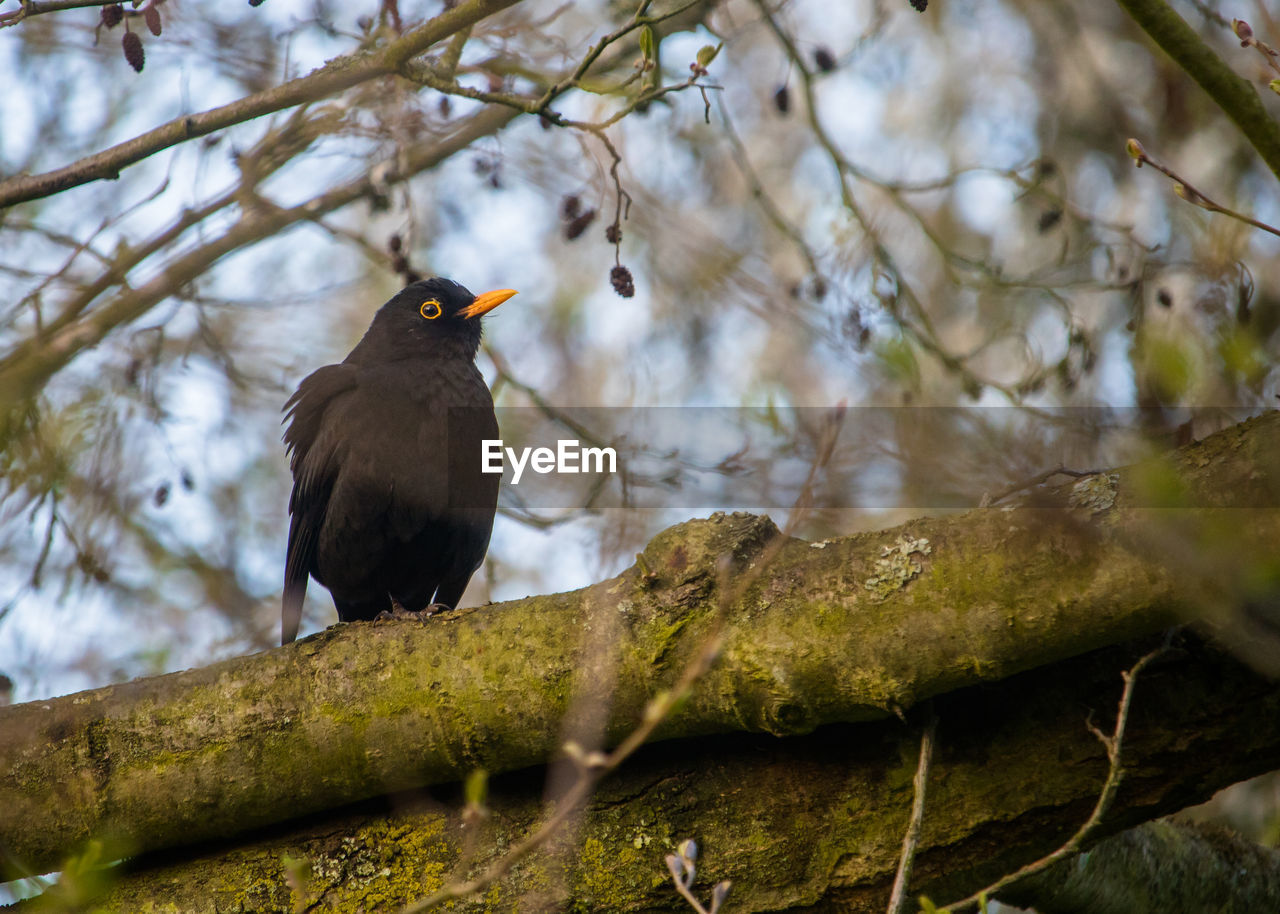 Bird perching on a mossy branch of blossoming tree, blackbird, turdus merula 