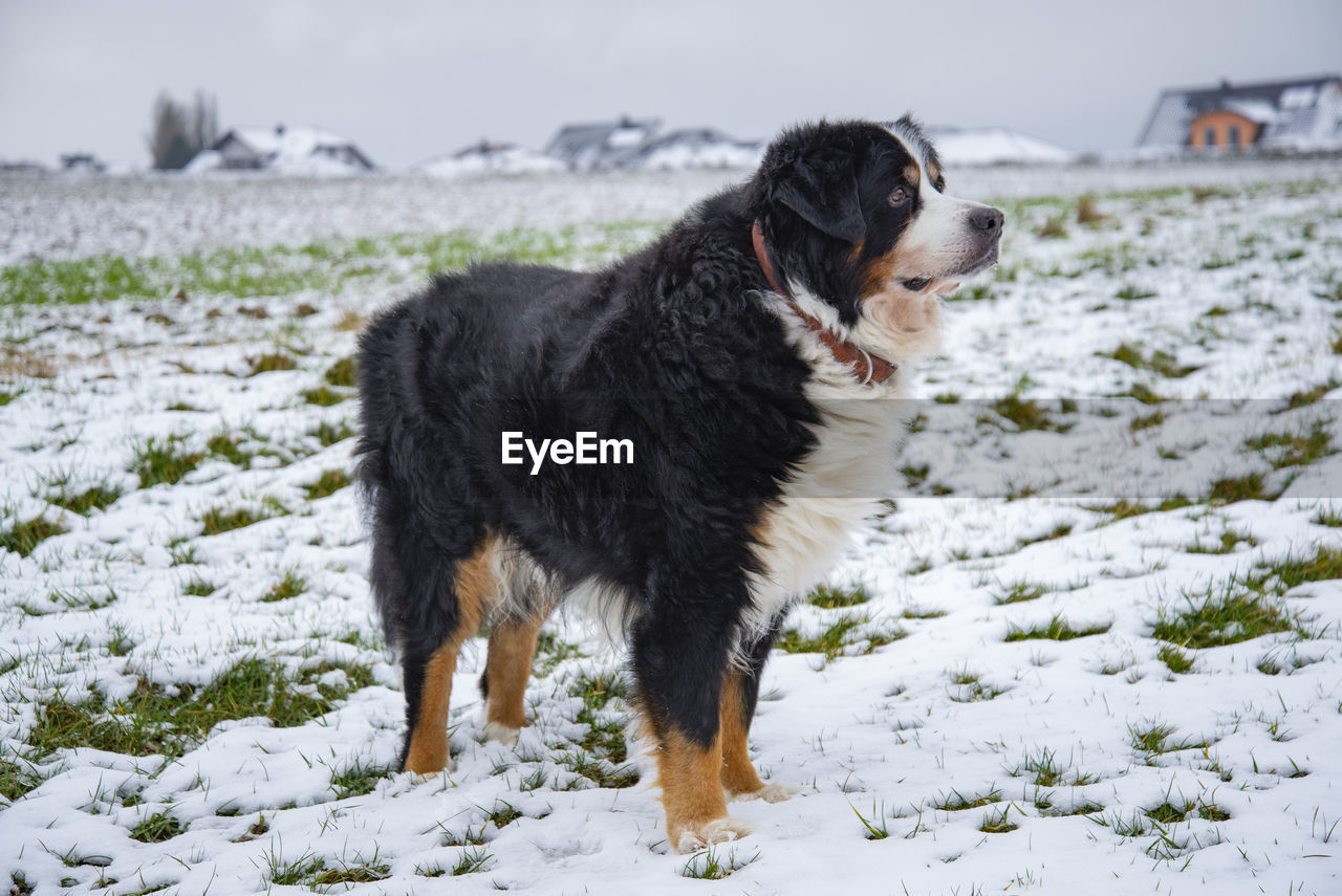 DOG LOOKING AWAY ON SNOW LAND