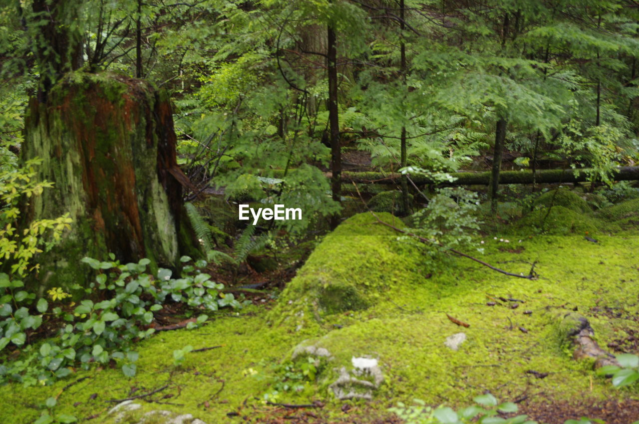 MOSS GROWING IN FOREST