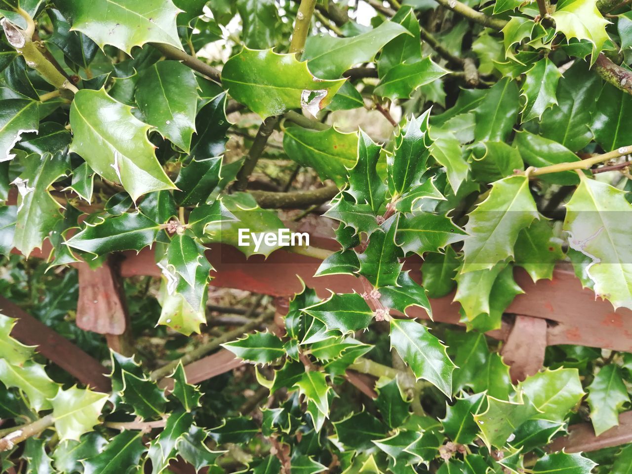 CLOSE-UP OF FRESH PLANTS