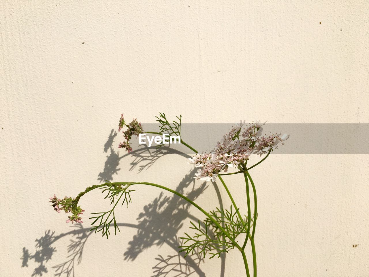 PLANTS AGAINST WHITE WALL