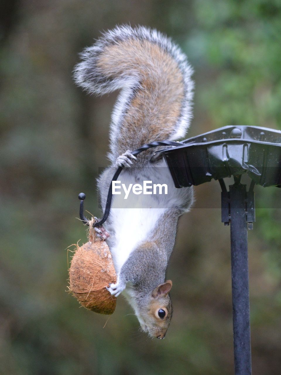 Squirrel holding nutshell on feeder