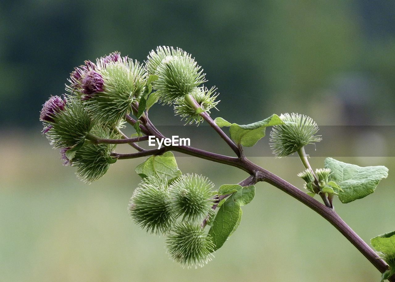 Close-up of flowering plant