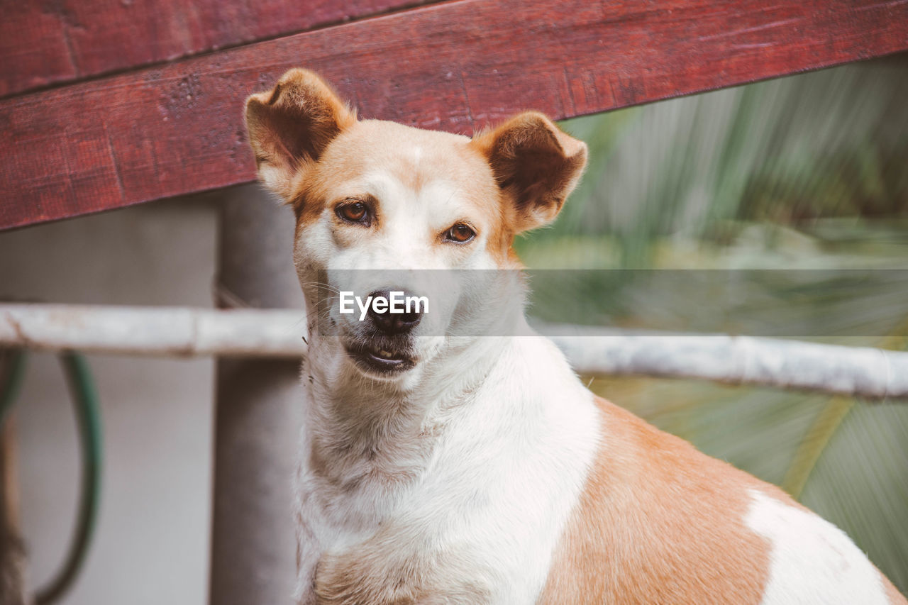 Close-up portrait of dog standing outdoors