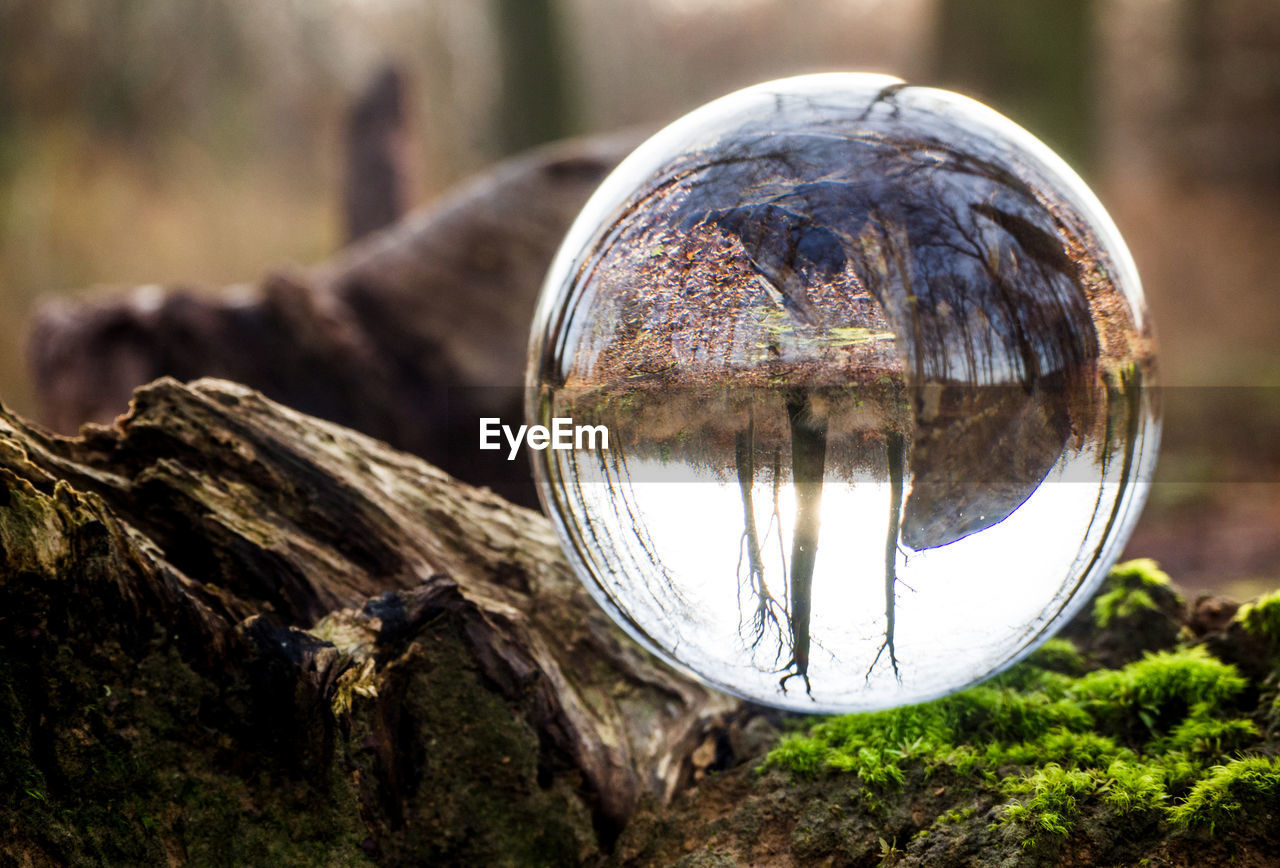 REFLECTION OF TREES ON CRYSTAL BALL
