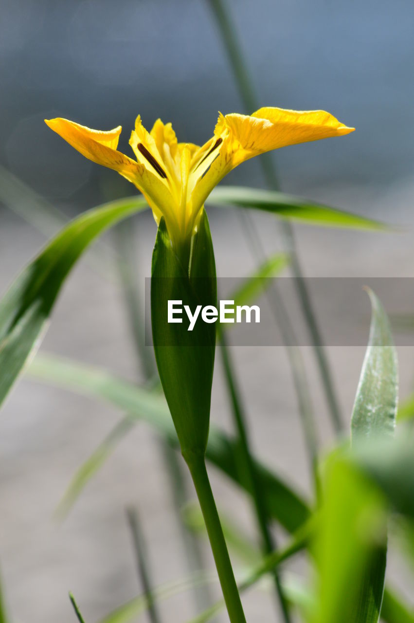 Close-up of yellow flowering plant