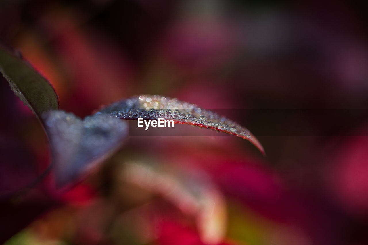 red, flower, leaf, petal, plant, close-up, macro photography, beauty in nature, nature, no people, selective focus, flowering plant, plant part, freshness, growth, pink, outdoors, fragility, multi colored, purple, moisture, blossom, magenta